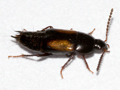 Tachinus subterraneus